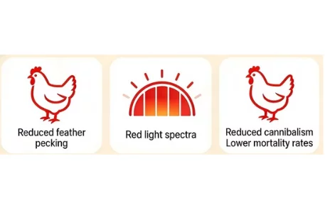 reduction-in-feather-pecking (3)
